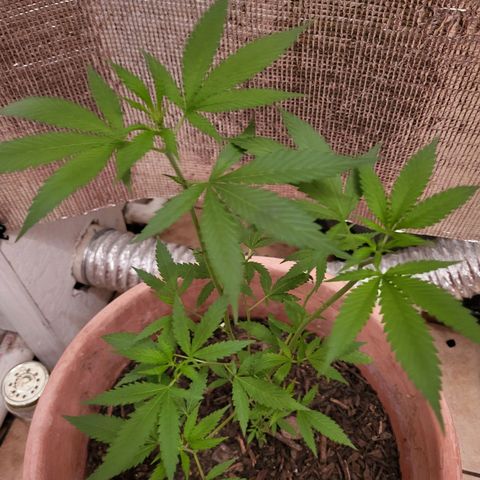 Mango Sherburt growlog timeline photo