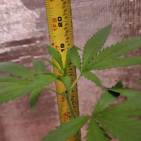 Mango Sherburt growlog photo: 84 days in 19 in. > 48.26cm.