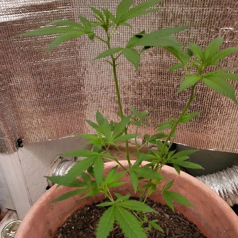 Mango Sherburt growlog photo: 84 days in 19 in. > 48.26cm.