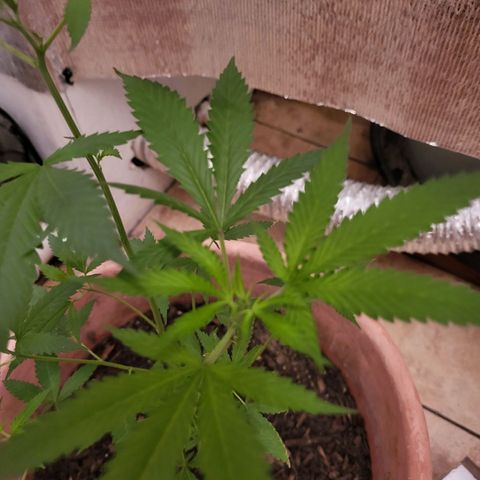 Mango Sherburt growlog photo: Growth 20inches