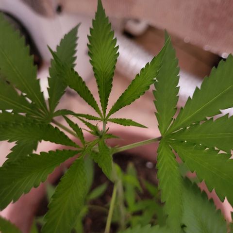 Mango Sherburt growlog photo: Growth 20inches