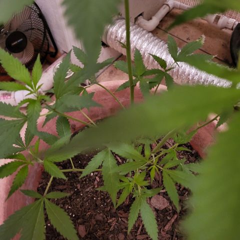 Mango Sherburt growlog photo: Growth 20inches