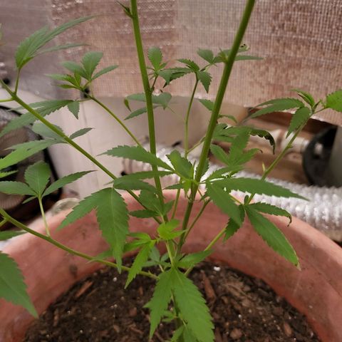 Mango Sherburt growlog photo: Growth 20inches
