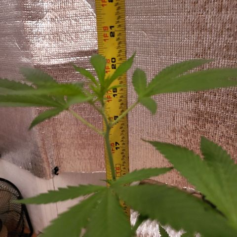 Mango Sherburt growlog photo: Growth 20inches