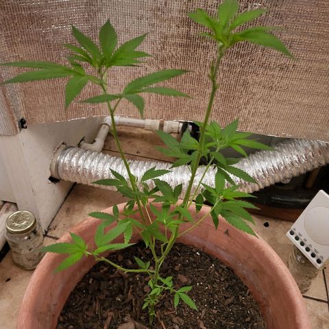 Mango Sherburt growlog photo: Growth 21 inches