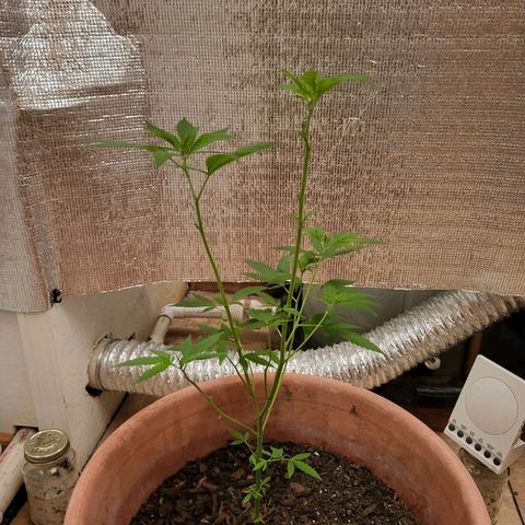 Mango Sherburt growlog photo: Growth 21 inches