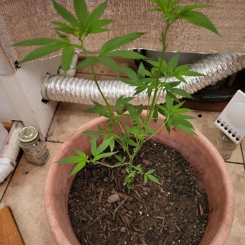Mango Sherburt growlog photo: Growth 21 inches