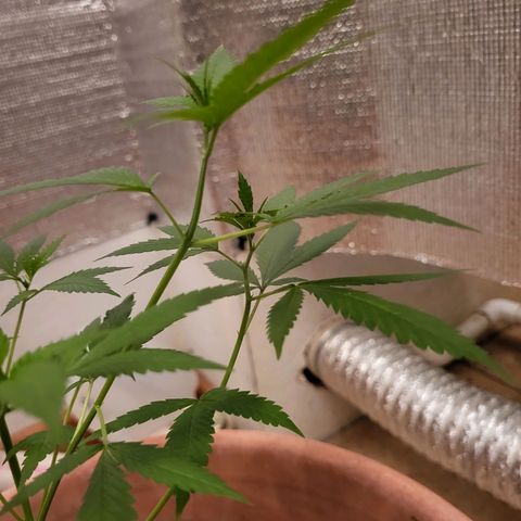 Mango Sherburt growlog photo: Growth