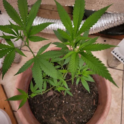 Mango Sherburt growlog timeline photo