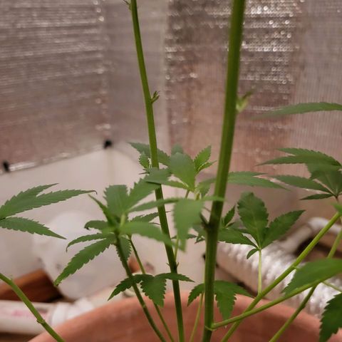 Mango Sherburt growlog photo: Growth
