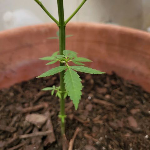 Mango Sherburt growlog photo: Growth