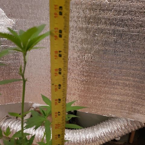 Mango Sherburt growlog photo: Growth