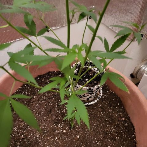 Mango Sherburt growlog photo: New growth