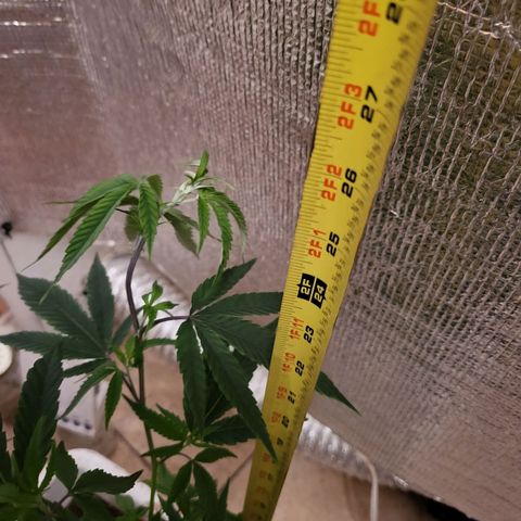 Bitter growlog photo: New arrival