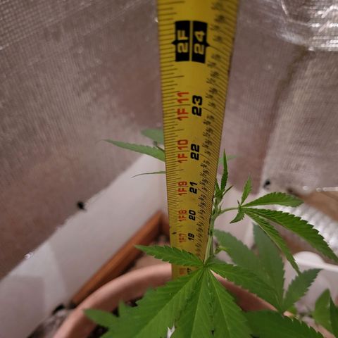 Mango Sherburt growlog photo: Growth