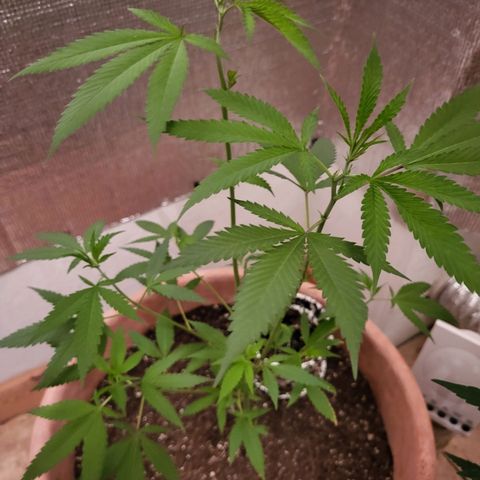Mango Sherburt growlog photo: Growth