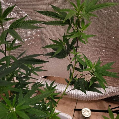 Bitter growlog photo: Rebound with vitamins 