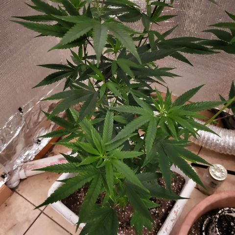 Bitter growlog photo: Rebound with vitamins 