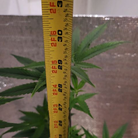 Bitter growlog photo: Rebound with vitamins 