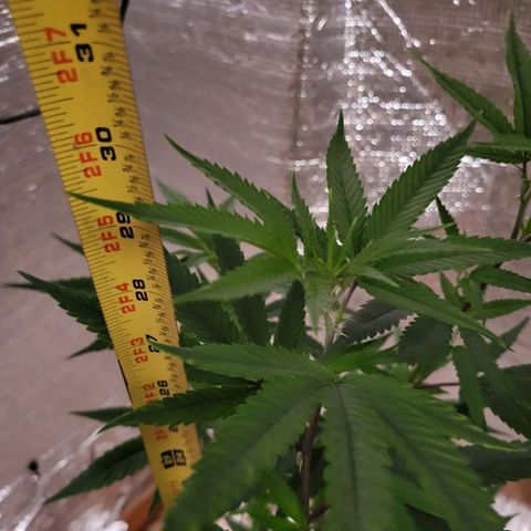 Bitter growlog photo: Rebound with vitamins 