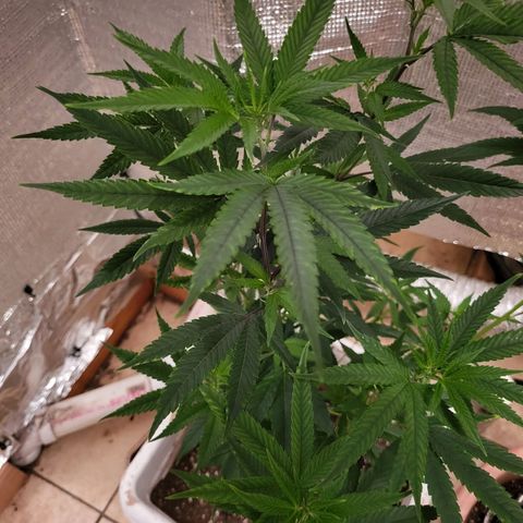 Bitter growlog photo: Rebound with vitamins 