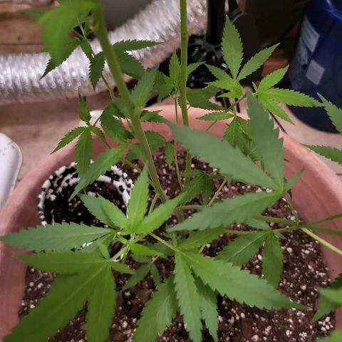 Mango Sherburt growlog photo: Growth