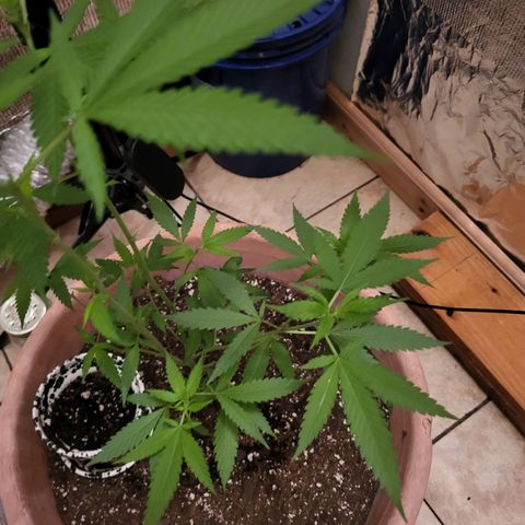 Mango Sherburt growlog photo: Growth