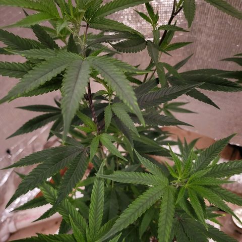 Bitter growlog photo: Rebound with vitamins 