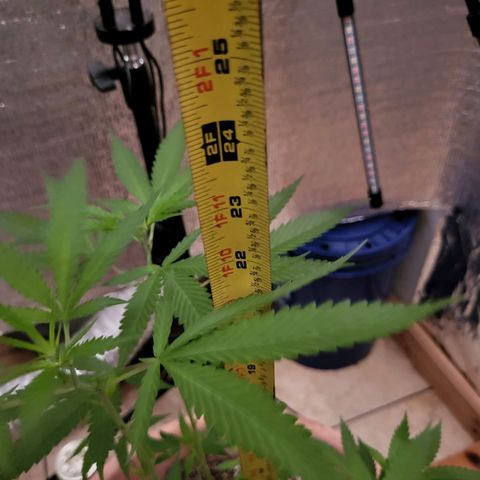 Mango Sherburt growlog photo: Growth
