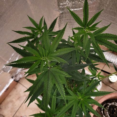 Bitter growlog photo: Rebound with vitamins 