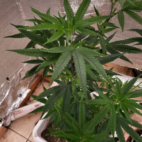 Bitter growlog timeline photo