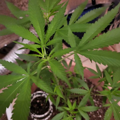 Mango Sherburt growlog timeline photo