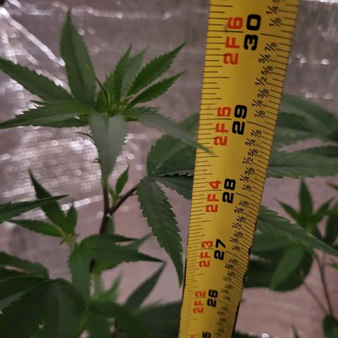 Bitter growlog photo: New growth color changing