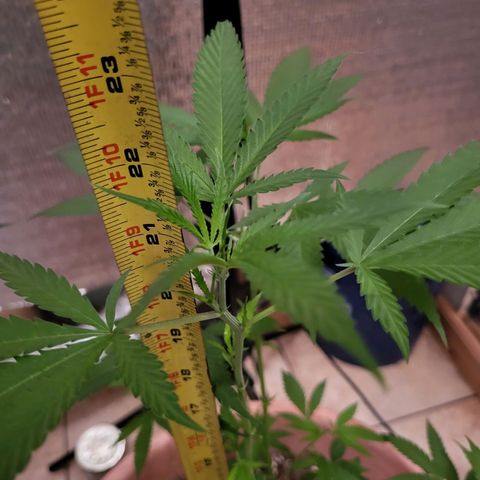 Mango Sherburt growlog photo: Doing well