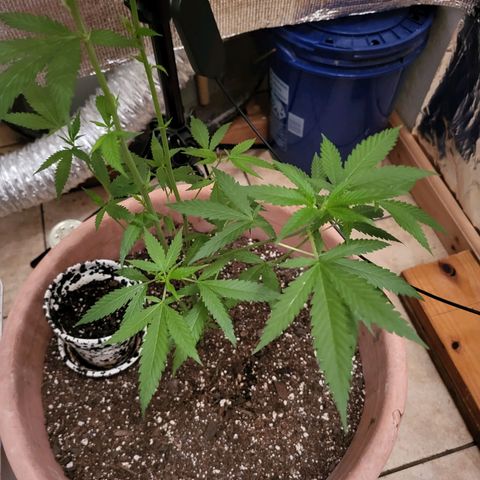 Mango Sherburt growlog photo: Doing well