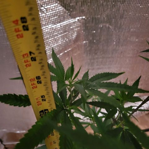 Bitter growlog photo: New growth color changing