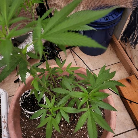 Mango Sherburt growlog photo: Doing well