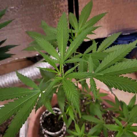 Mango Sherburt growlog photo: Doing well
