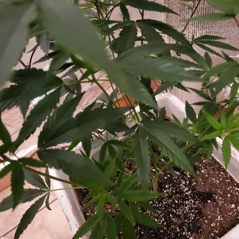 Bitter growlog photo: New growth color changing