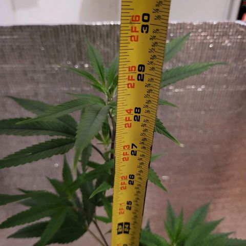 Bitter growlog photo: New growth color changing