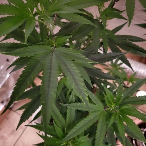 Bitter growlog photo: New growth color changing