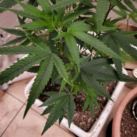 Bitter growlog timeline photo