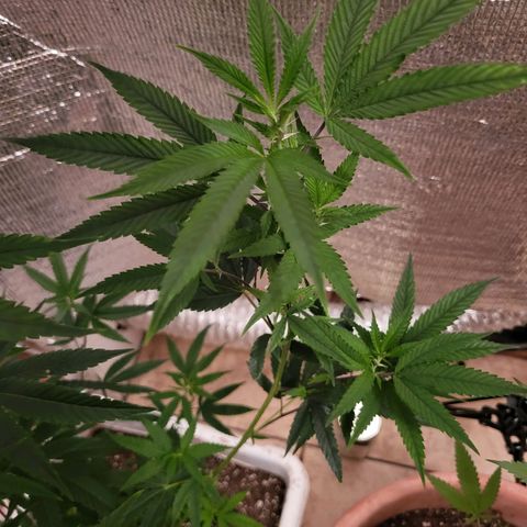 Bitter growlog photo: New growth color changing