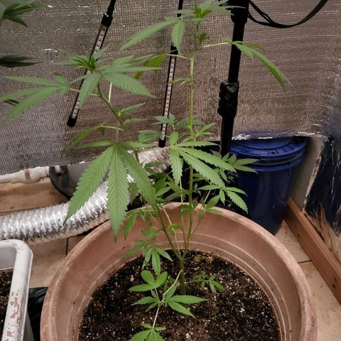 Mango Sherburt growlog timeline photo