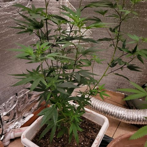 Bitter growlog timeline photo