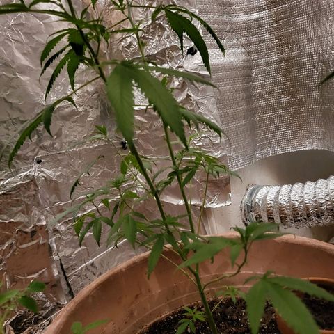 Mango Sherburt growlog timeline photo