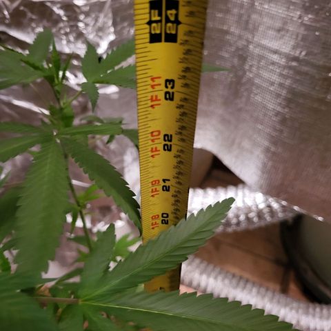 Mango Sherburt growlog photo: Coming out of transplant shock