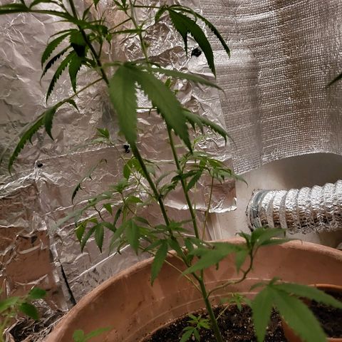 Mango Sherburt growlog photo: Coming out of transplant shock