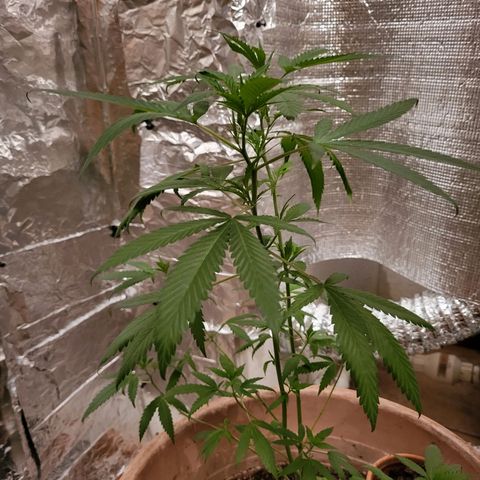 Mango Sherburt growlog photo: Coming out of transplant shock