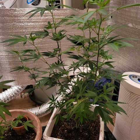Bitter growlog timeline photo